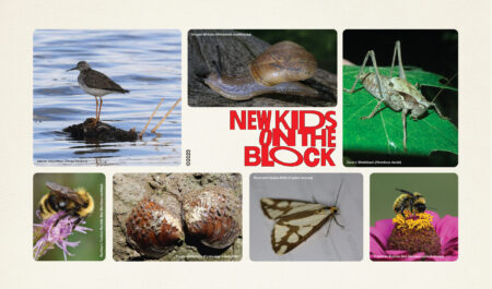 Ontario species at risk: A poster that says "New kids on the block" and has photos of the lesser yellowlegs, striped whitelip snail, davis's shieldback cricket, Suckley's cuckoo bumble bee, purple wartyback mussel, reversed haploa moth and American bumble bee