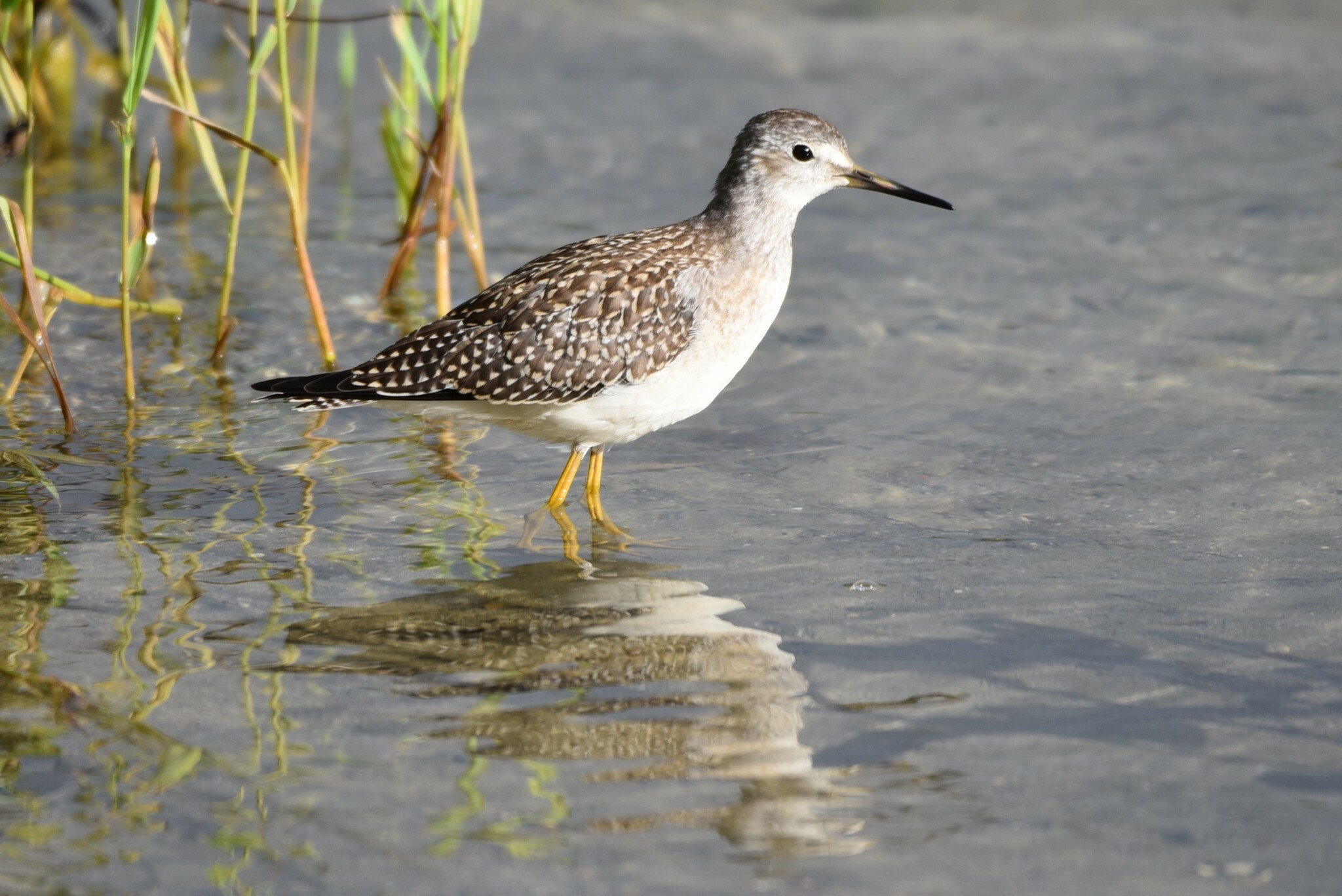 A lesser yellowlegs wading in water
