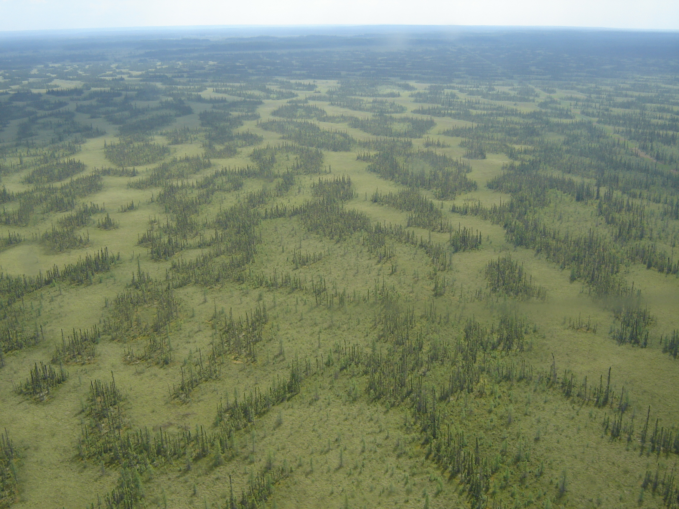 Suncor Fort Hills: patterns on the landscape in the McClelland wetland complex 