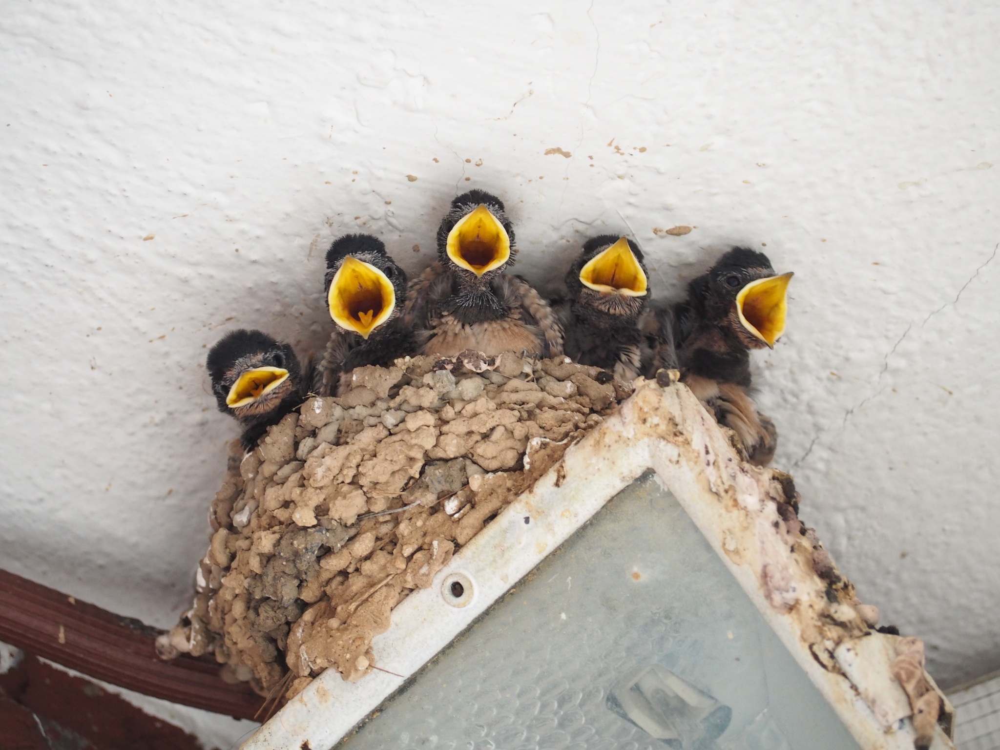 Ontario species at risk: barn swallow chicks in a nest