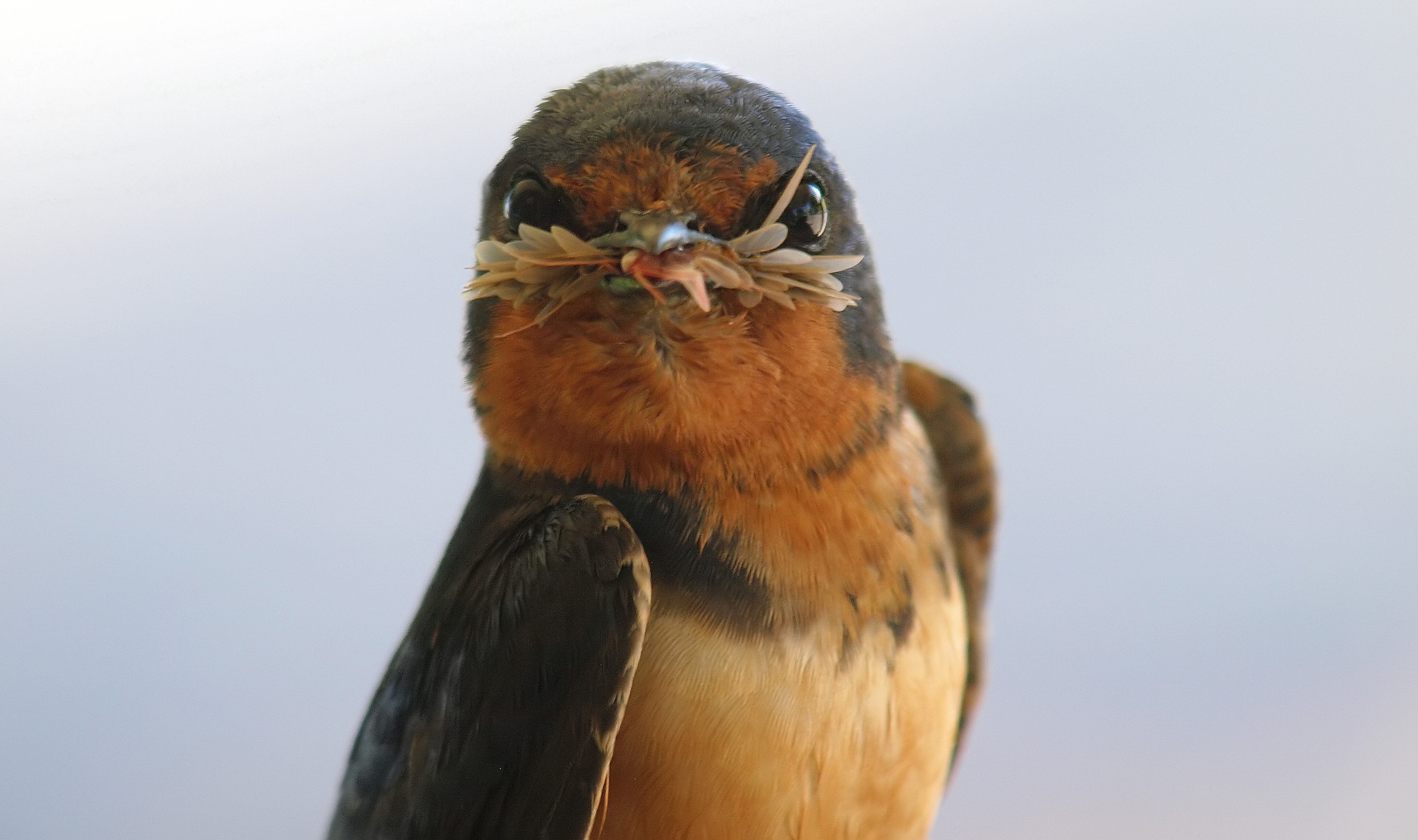 Ontario species at risk: a barn swallow with nest material in its mouth