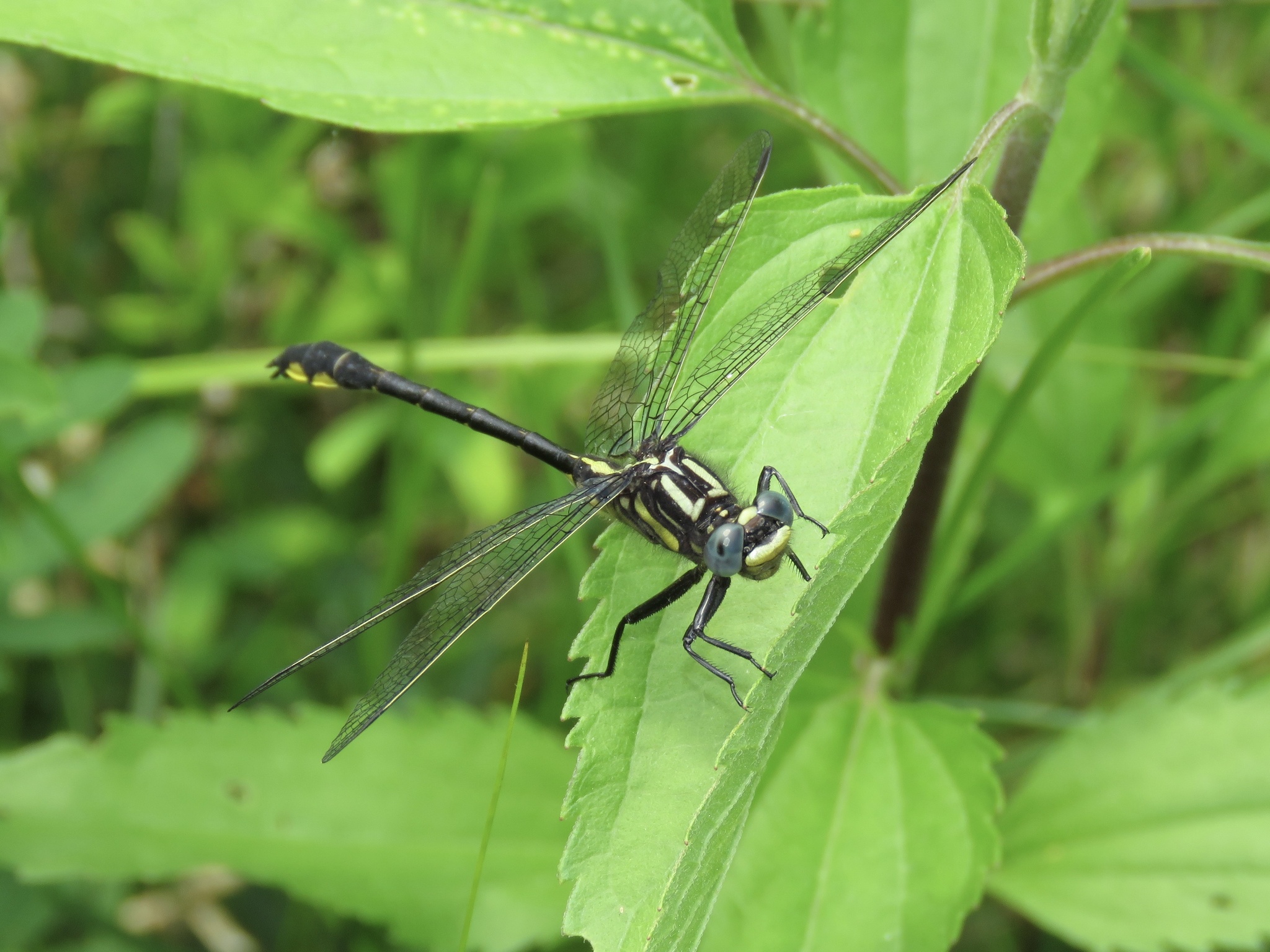Ontario endangered species: a rapids clubtail dragonfly sitting on a leaf