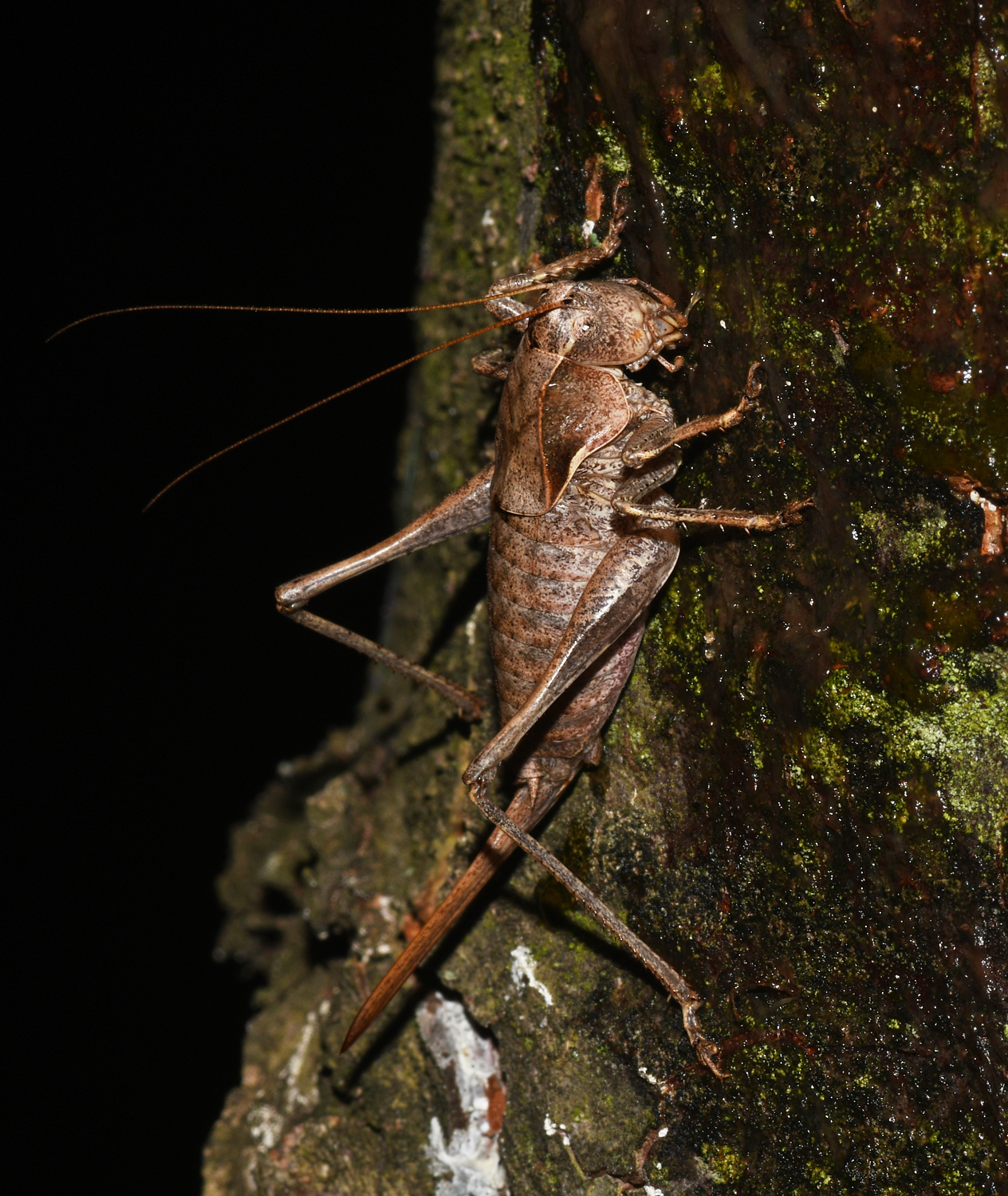 Ontario endangered species: A Davis's shieldback cricket on a tree trunk at nighttime