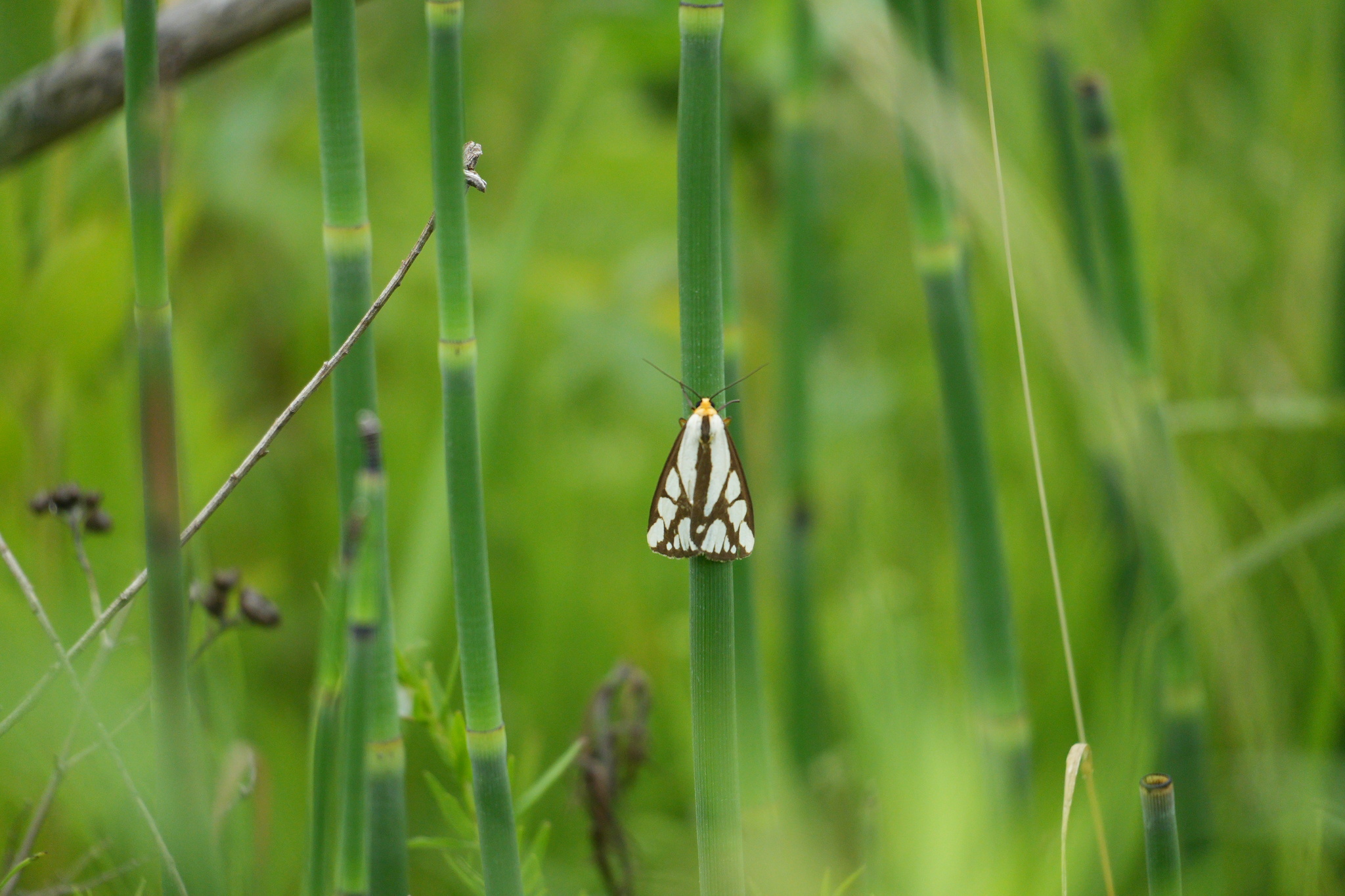 Ontario endangered species: a reversed haploa moth on a reed