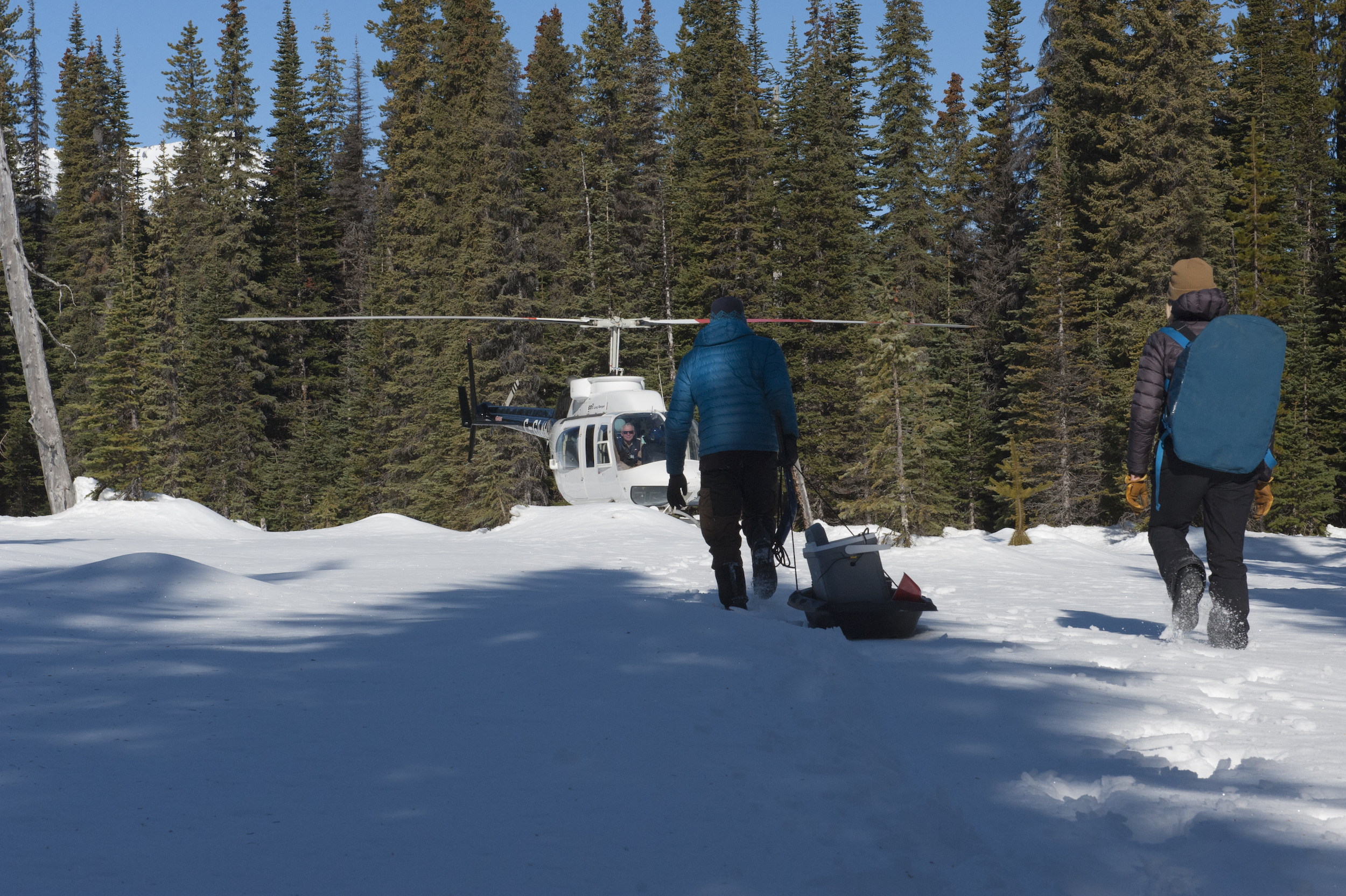 Caribou researchers drag a sled filled with equipment to a helicopter in a snowy clearing