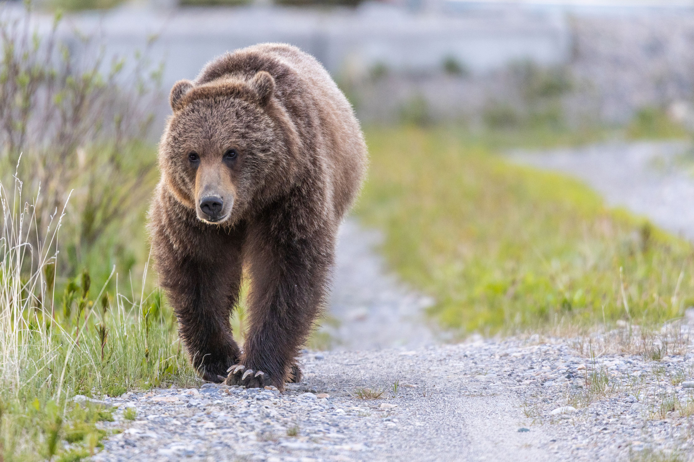 A grizzly bear walks along a trail