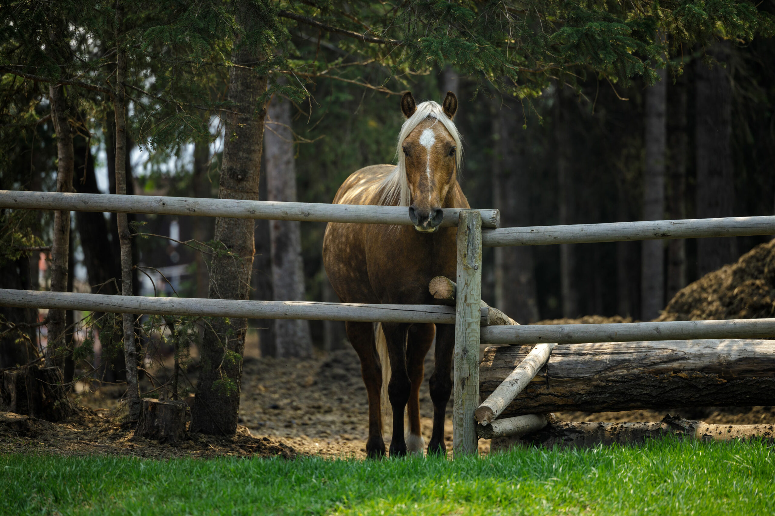A horse looks over a fence near Grande Cache, Alta.