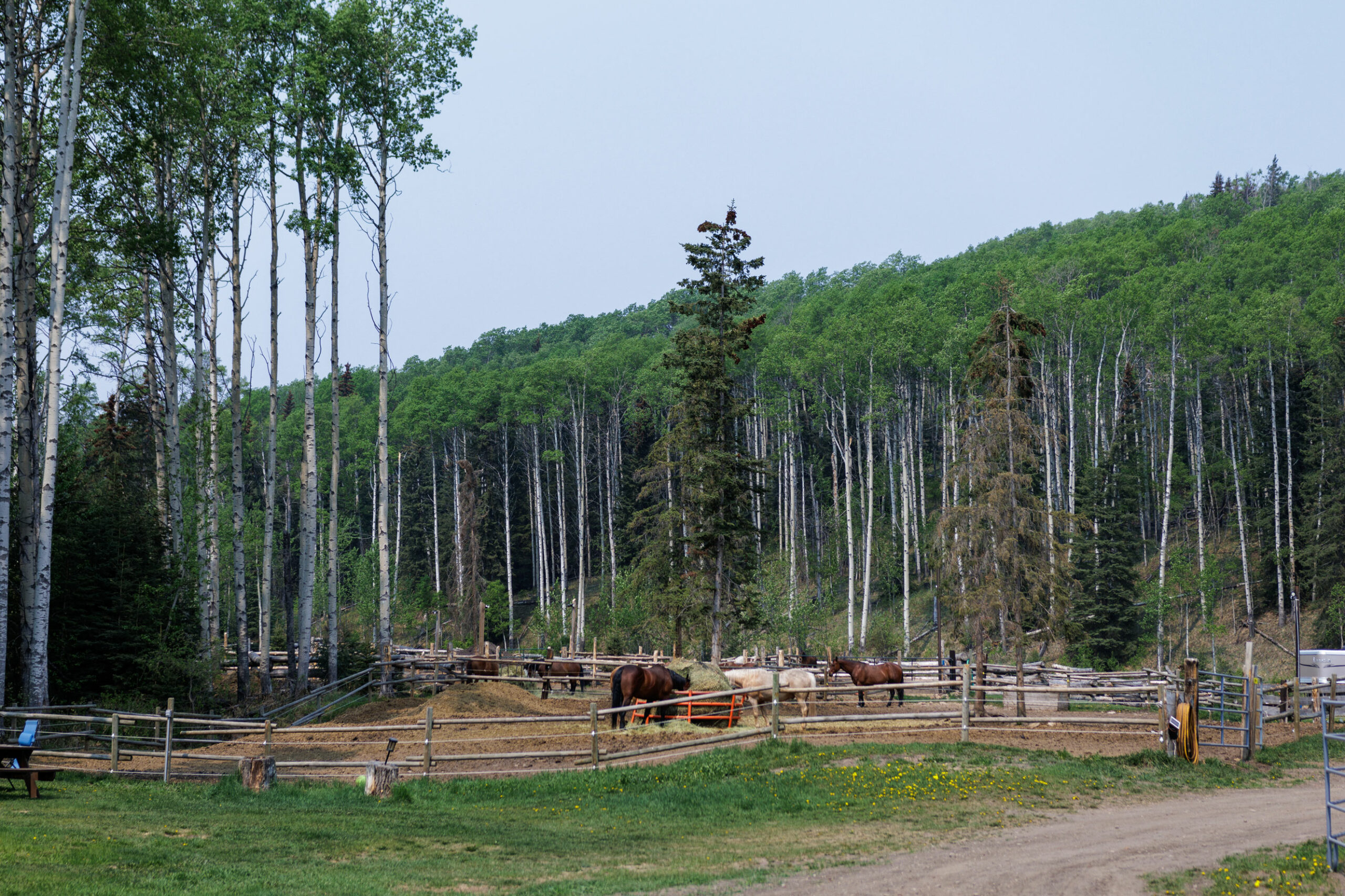 Horses in a corral next to forest near Grande Cache, Alta.