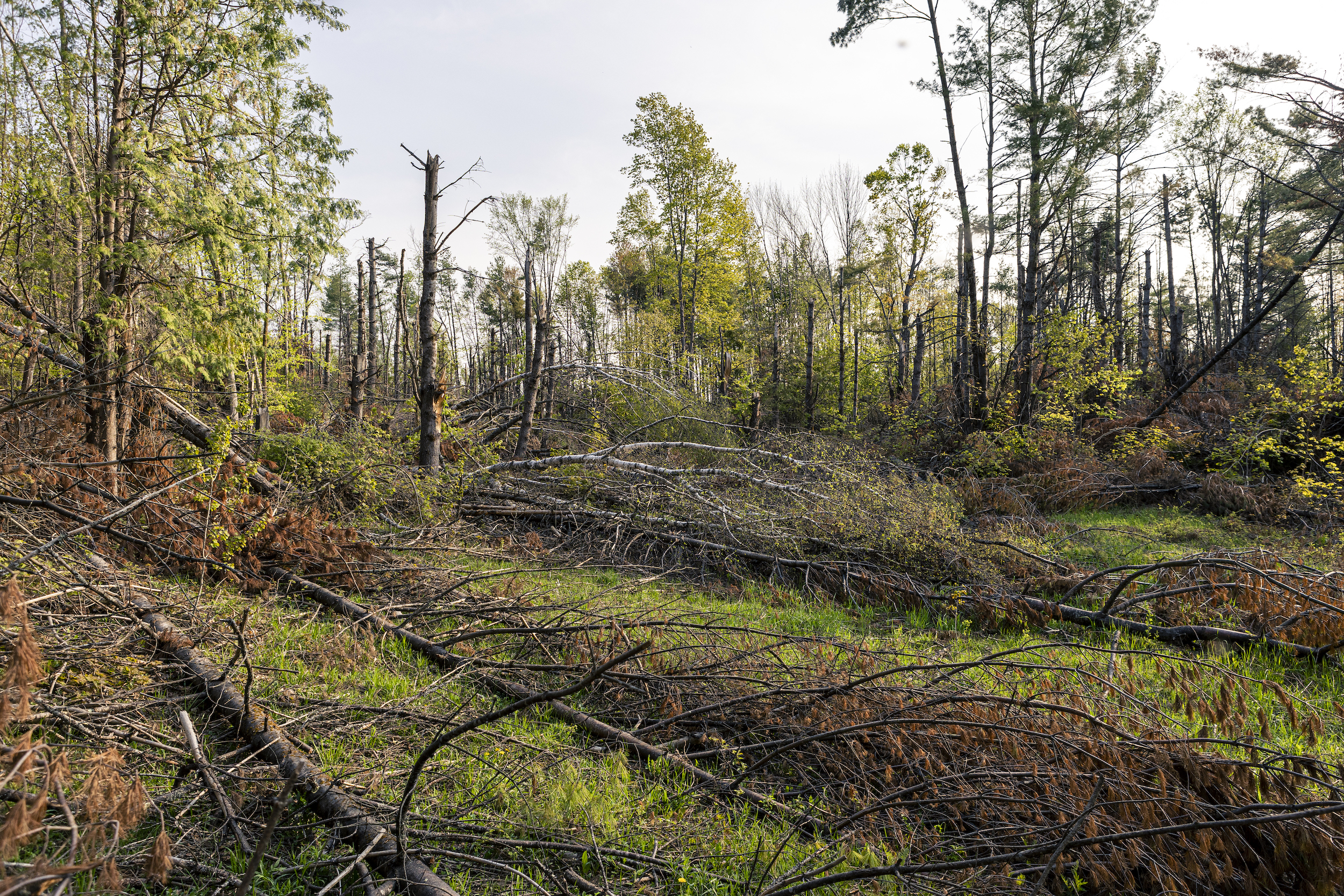 The tornado touched down and lifted off a few times on Shane Mumby's property, barely missing the sugar bush and tearing the woods apart until they were completely unrecognizable. Hemlock trees, normally tough to chop down, were left twisted like rubber. A year later, kilometres of trails are impassable, blocked by debris.