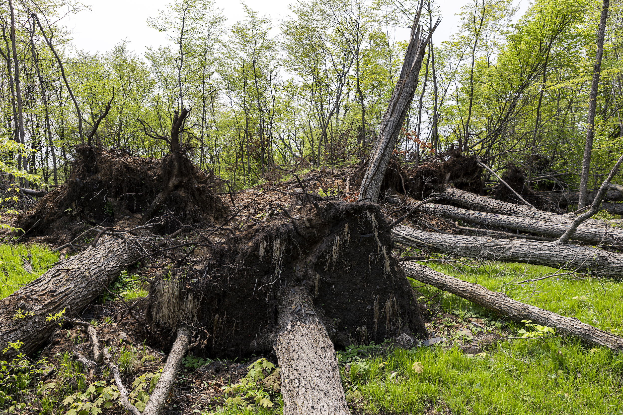 The July 2022 tornado in eastern Ontario shredded a path through the woods where Jacqueline Muccio and her family used to take walks, uprooting massive century-old trees and scattering them around the property like a gigantic game of pick-up sticks.