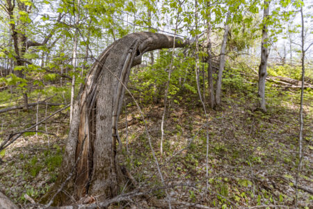 A year after a tornado in eastern Ontario, kilometres of trails on Shane Mumby's property are impassable, blocked by debris.