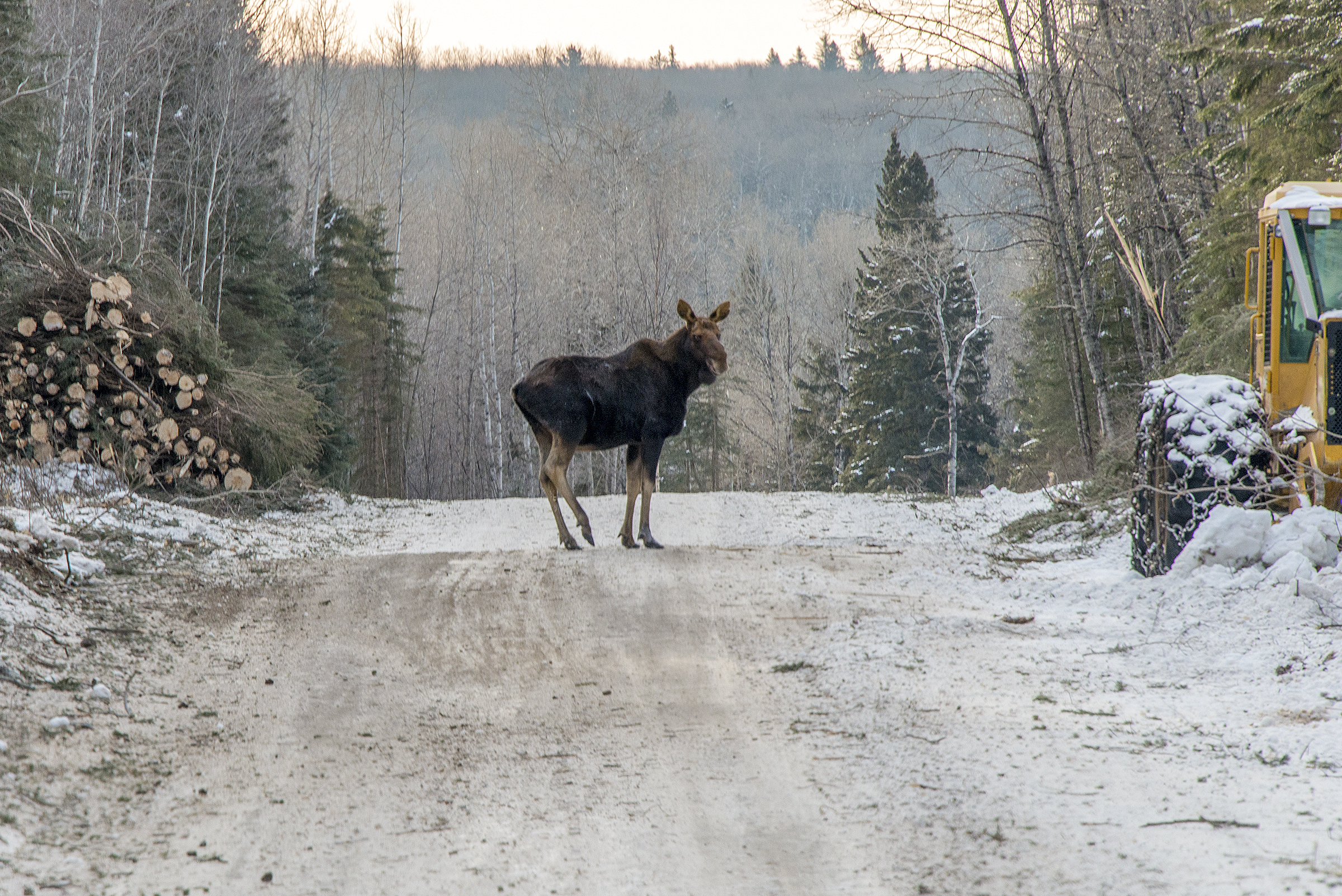 A moose stands on a snow-covered logging road in Duck Mountain provincial park in Manitoba