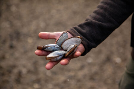 a close up of a handful of clams