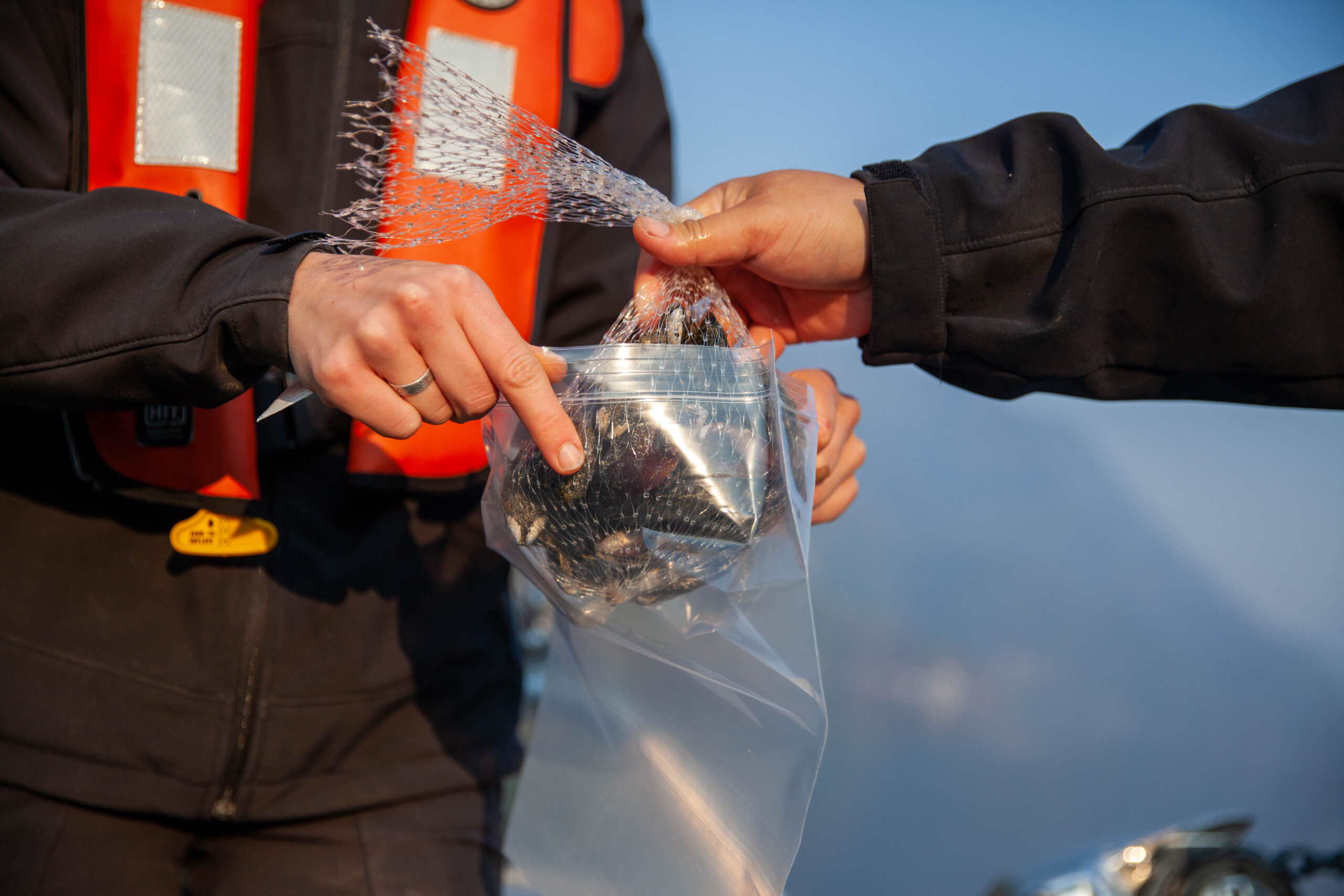 a close up of Travis George placing a mesh bag of mussels into a resealable plastic bag held by Haley Crozier