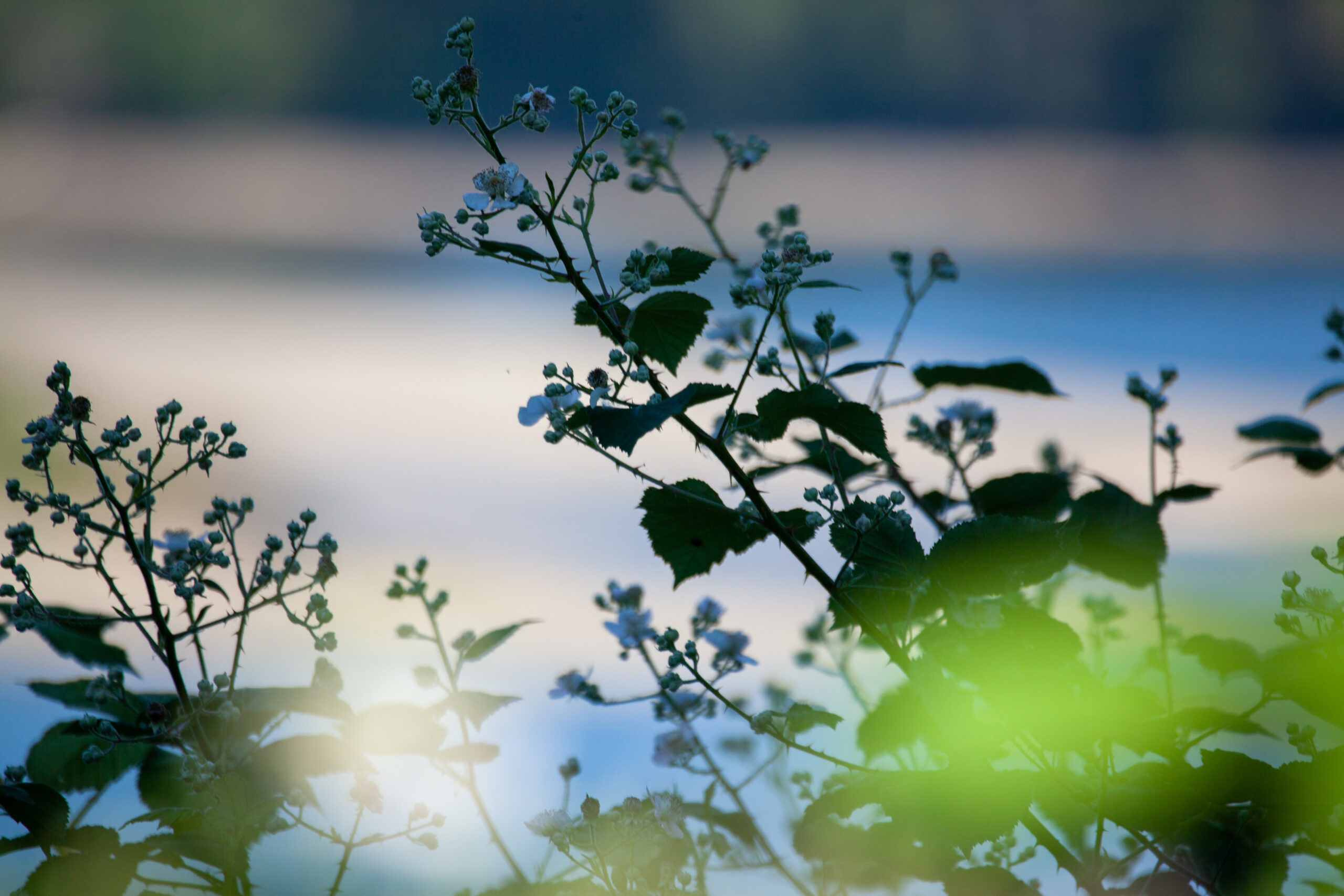 a close up of blooming thimbleberry bush on the shores of Burrard Inlet