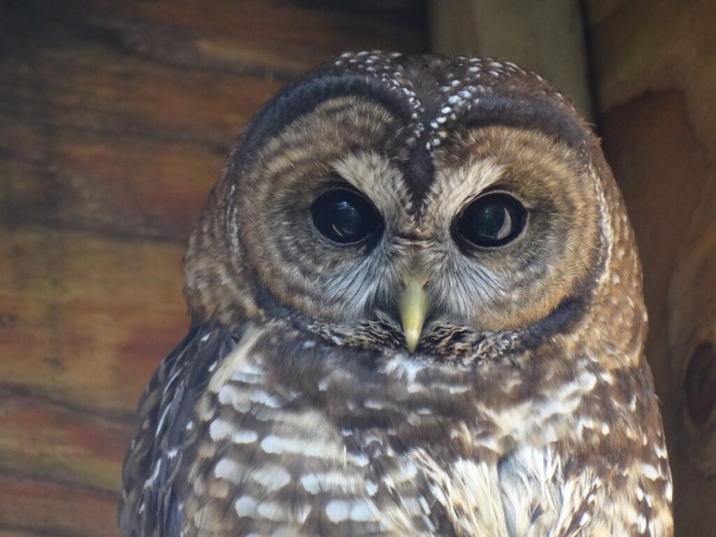 B.C. Tries To Derail Spotted Owl Emergency Order: Docs | The Narwhal