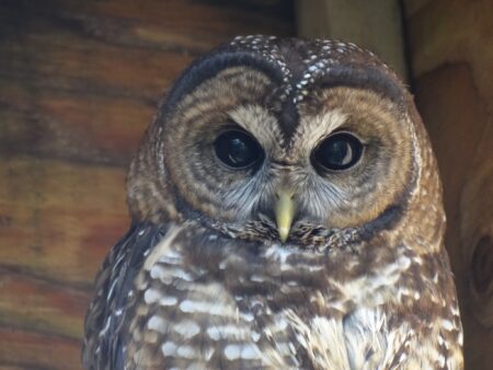 spotted owl