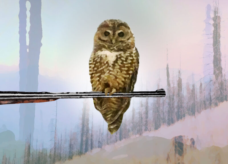 An illustration of a spotted owl sitting on the barrel of a gun.