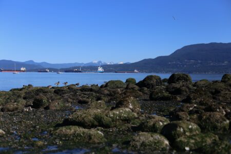 Photo of Kitsilano Beach in Vancouver during a heat wave in June 2022