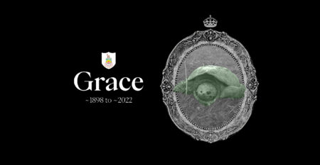 Death notice for Grace, the 125 year old Ontario snapping turtle