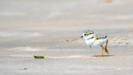 Piping plover running on the beach