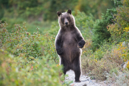 A standing grizzly bear looks at at the camera while on a trail