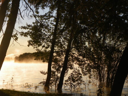 Silhouetted trees grow in wetlands as mist rises above water