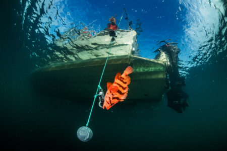 An underwater shot of a tiger rockfish attached to a weight line being lowered back into the ocean afterit was caught