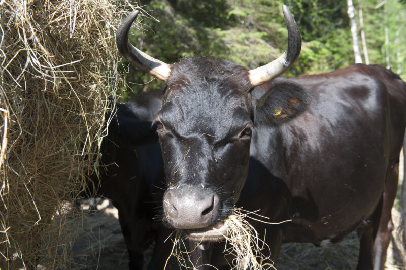 A horned cow eats hay while looking at the camera