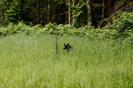 A bear is seen alone in a field.