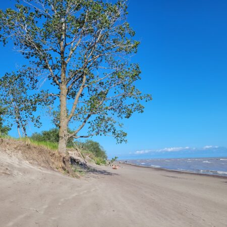 Beachgoers at Long Point provincial park often climb the sand dunes to seek shade. Signs about the dunes' fragility are few, and light on information.
