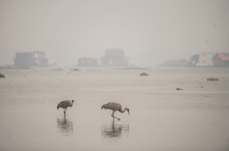 Two cranes in the backdrop of a smoke-shrouded body of water in Yellowknife, NW.T.