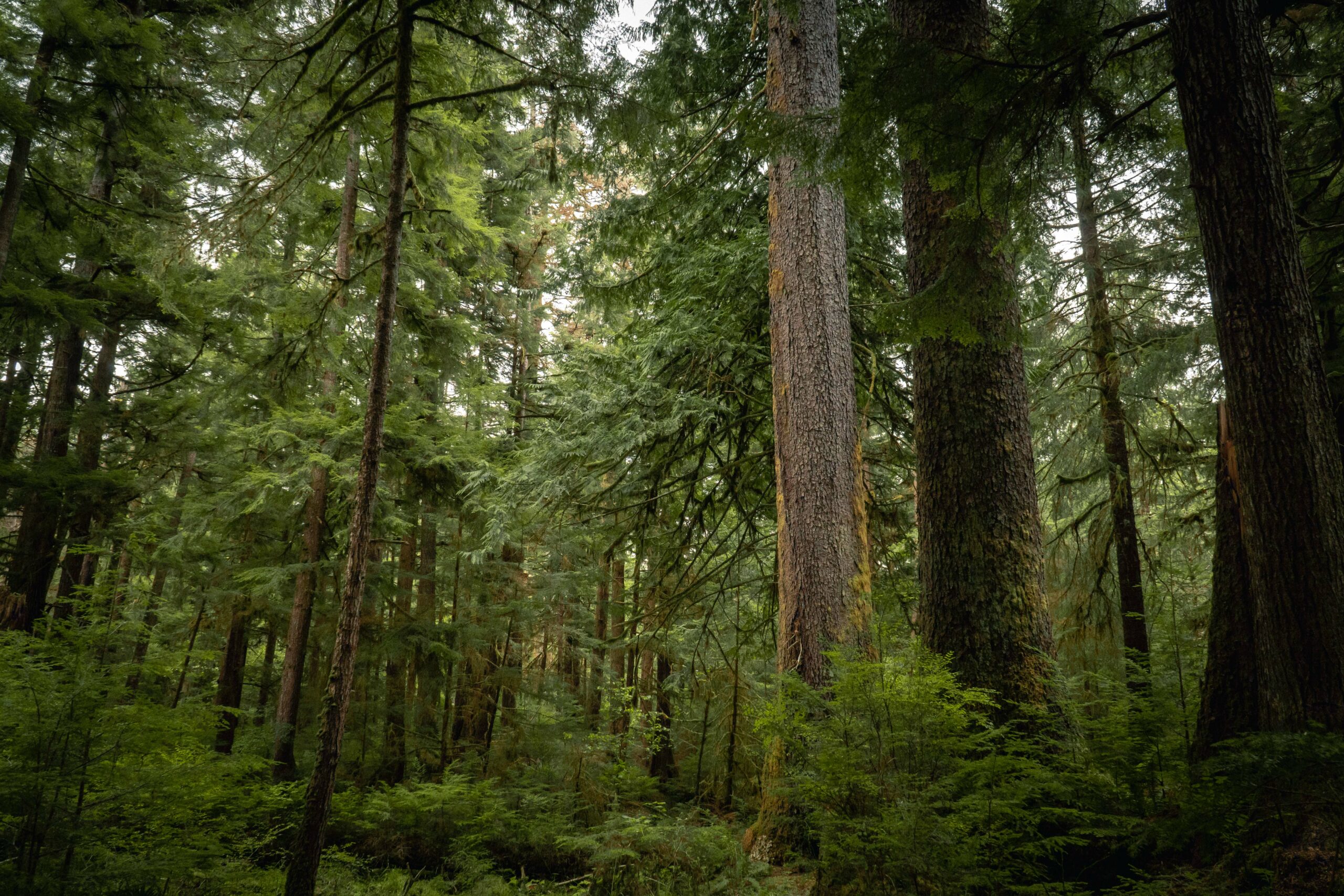 Golden Spruce Trail 