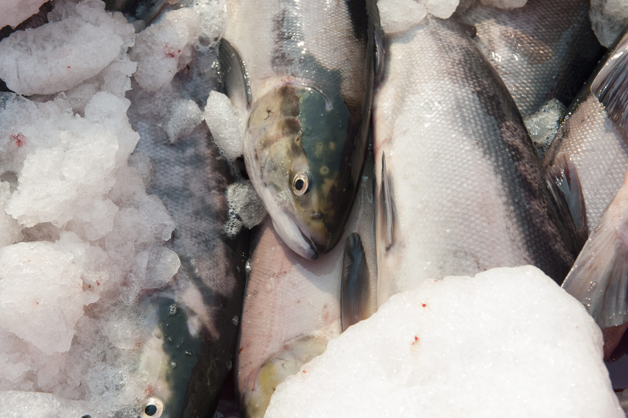 A close up image of caught salmon on ice.