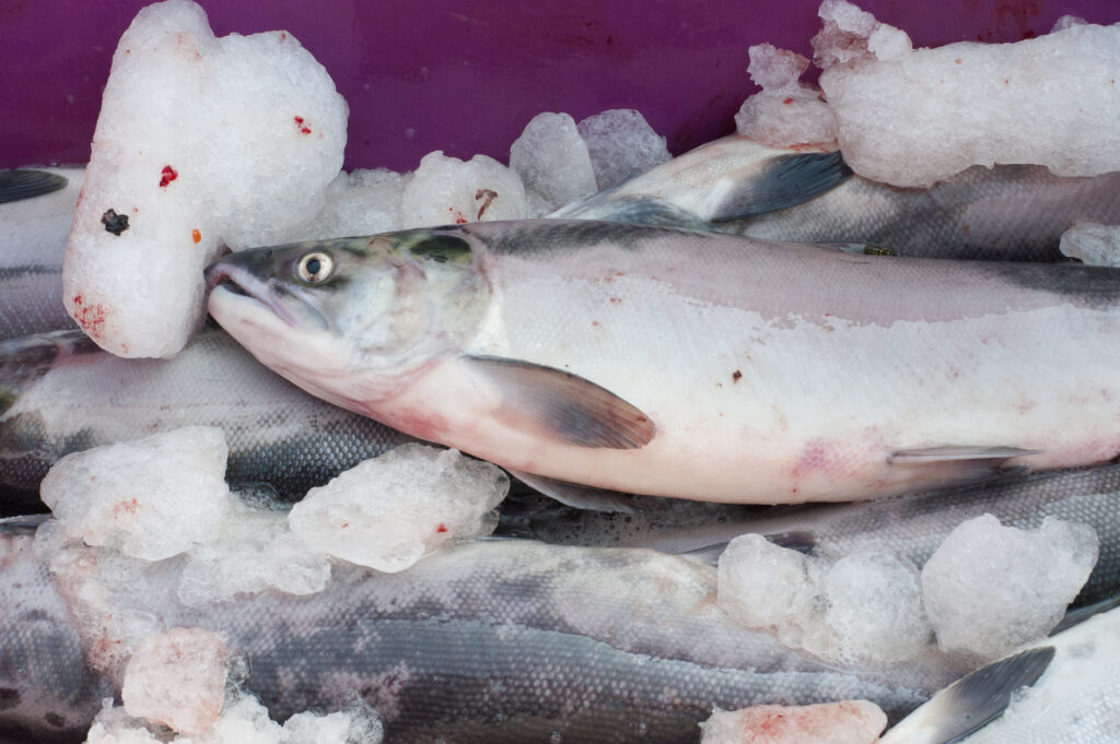 Freshly caught salmon on ice