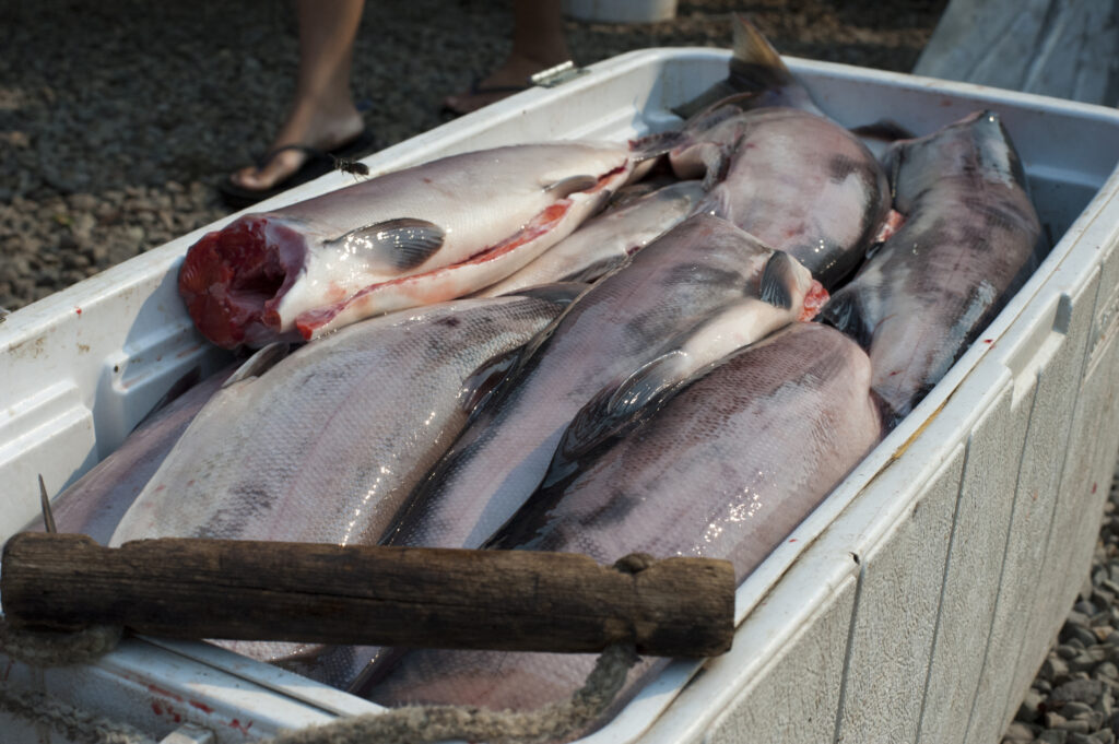 Processed fish in a camping cooler