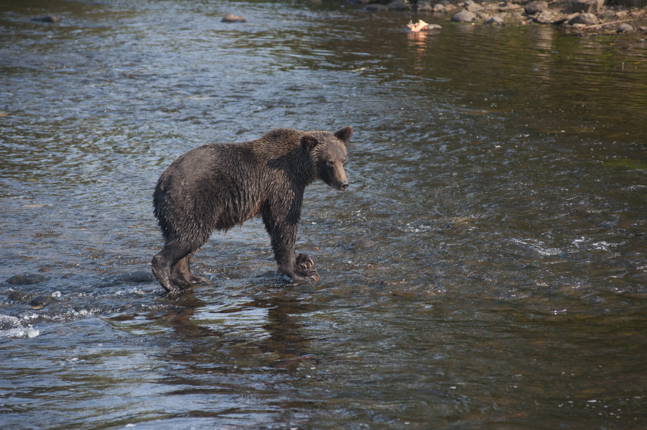 A grizzly fishing for salmon in the Babine River