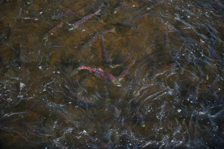 Salmon in the Babine River