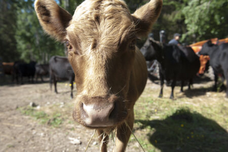 A cow looks directly at the camera with others in the background