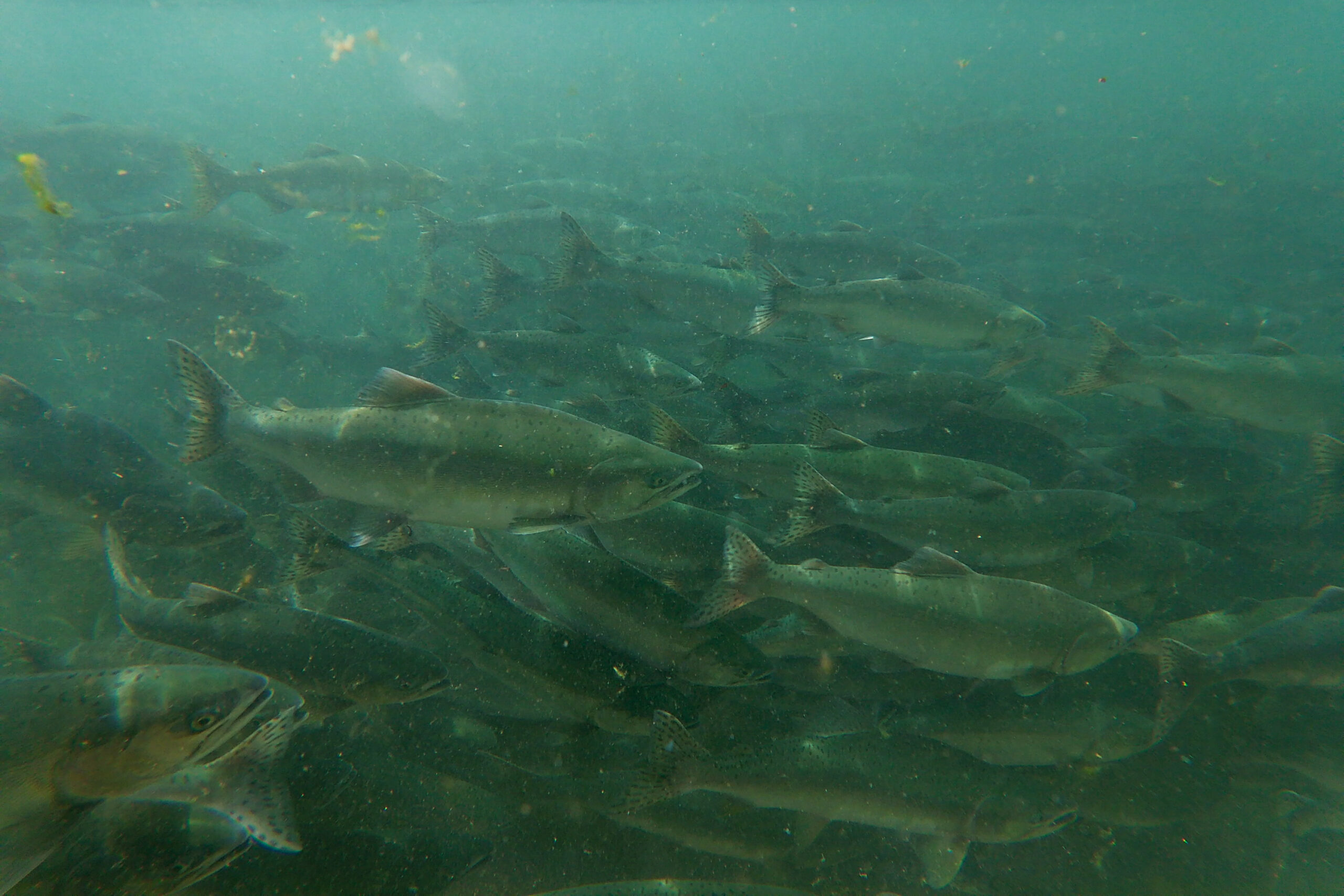 An underwater photo of pink salmon in the Indian River