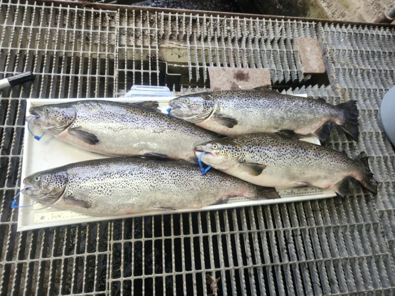 Farmed salmon on a tray; Bay of Fundy, New Brunswick