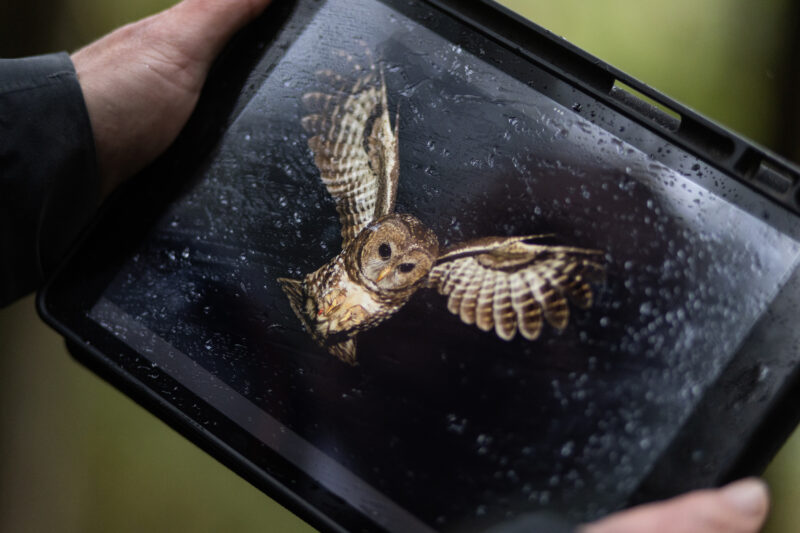 An image of a spotted owl mid-flight is shown on the screen of an ipad, being held by two hands in a forested setting