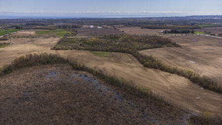 Ontario Greenbelt: a wetland and a patch of forest in the middle of farm fields