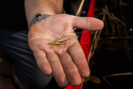 Lucas Beaver, lands and natural resources technician for Nipissing First Nation, harvests wild rice planted along the Veuve River, Lake Nipissing.