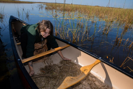 Sophia Tore, Environmental Technician for Nipissing First Nations Natural Resources, gathers wild rice that has been harvested along the Veuve River.