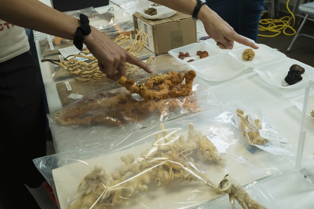 Researchers from the Amundsen research vessel show coral samples to residents of Nain, Labrador at a science fair in the community. Photo of two hands pointing at samples laid out on the table.