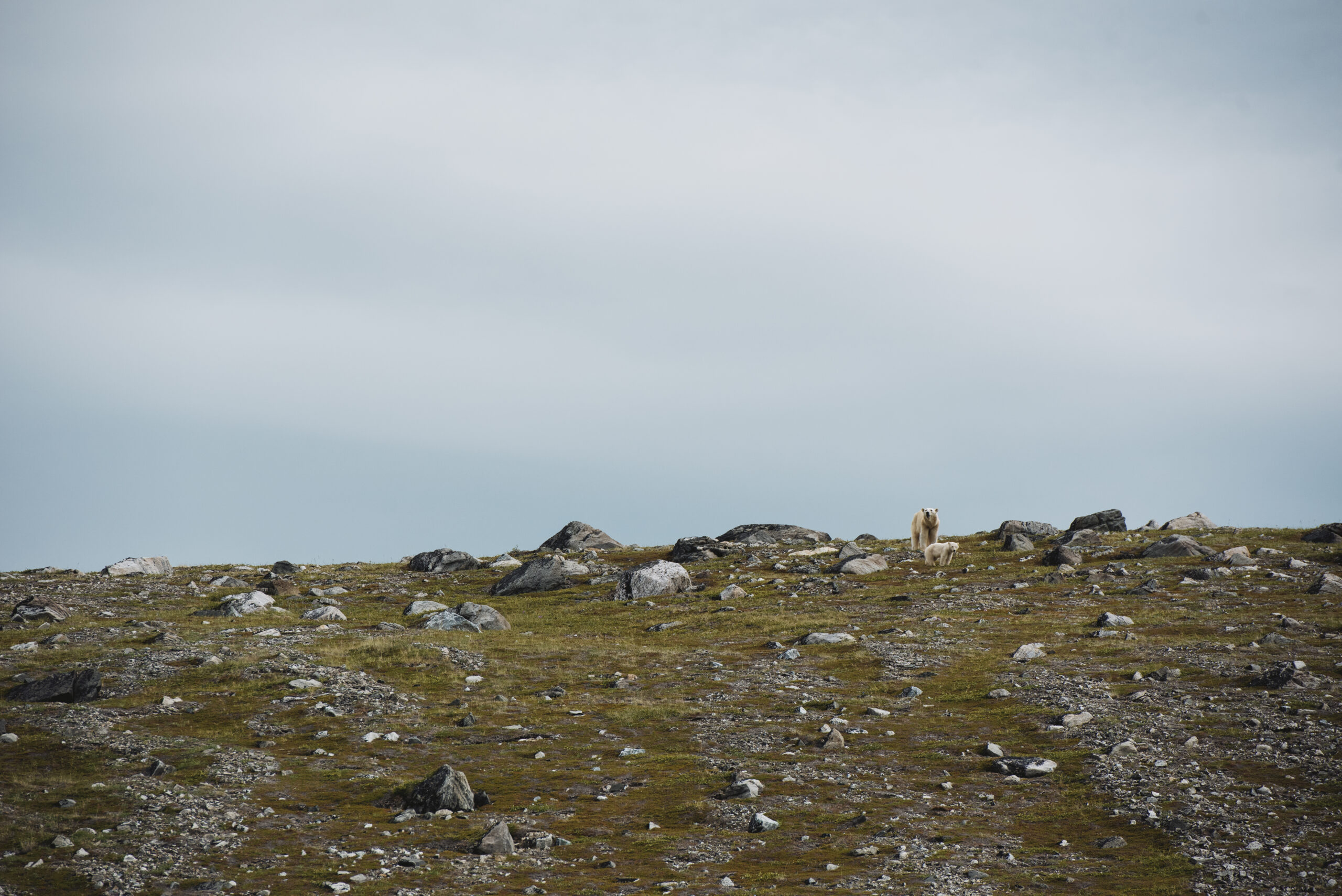 Torngat Mountains National Park: A mother polar bear and cub on a grassy ridge, spotted with rocks