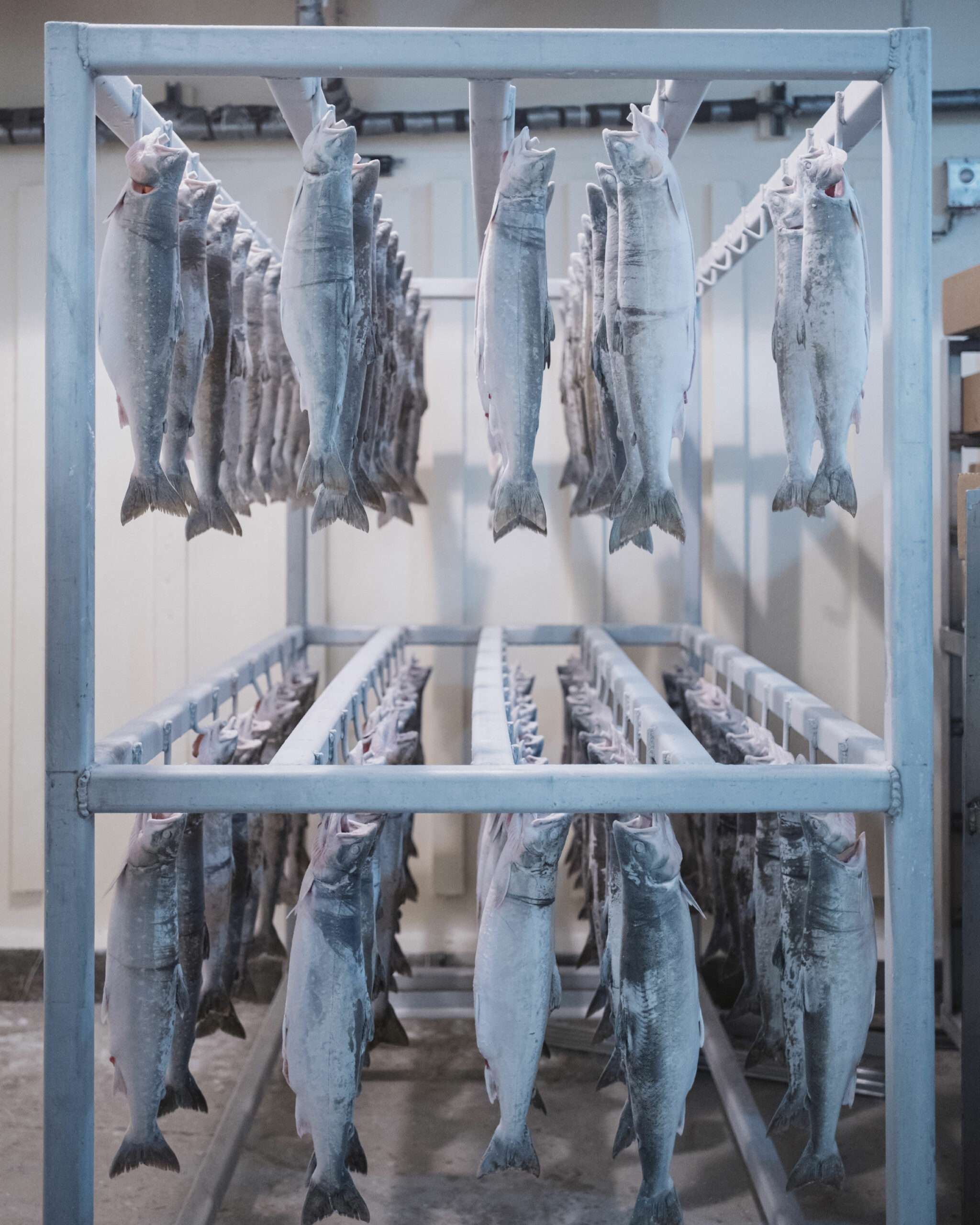 Frozen char awaits to be packaged at the fish plant in Nain, Labrador. Photo of a two-shelved rack with fish hanging on hooks.