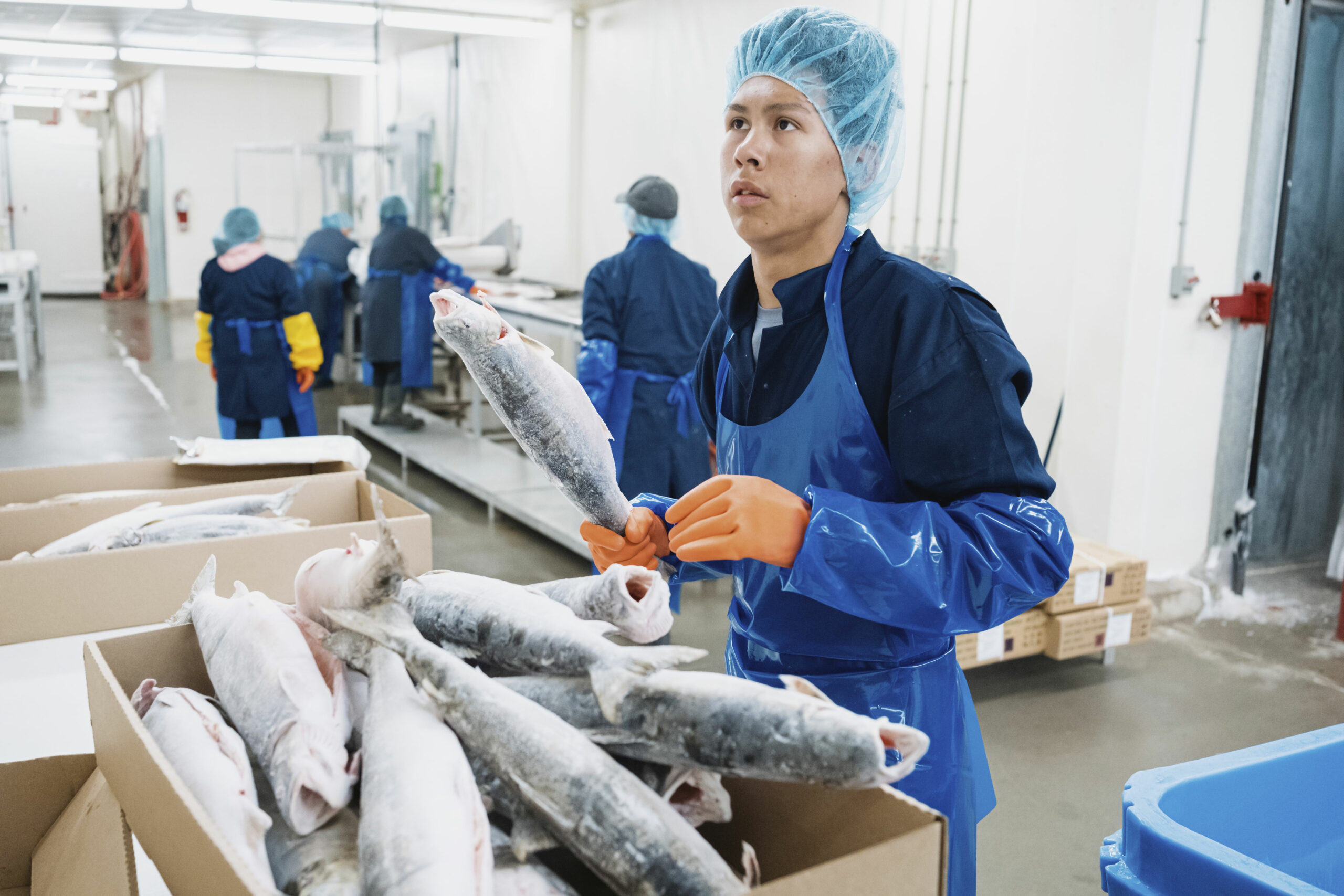 Frozen char is weighed, sorted and packaged at the fish plant by a worker in Nain, Labrador.