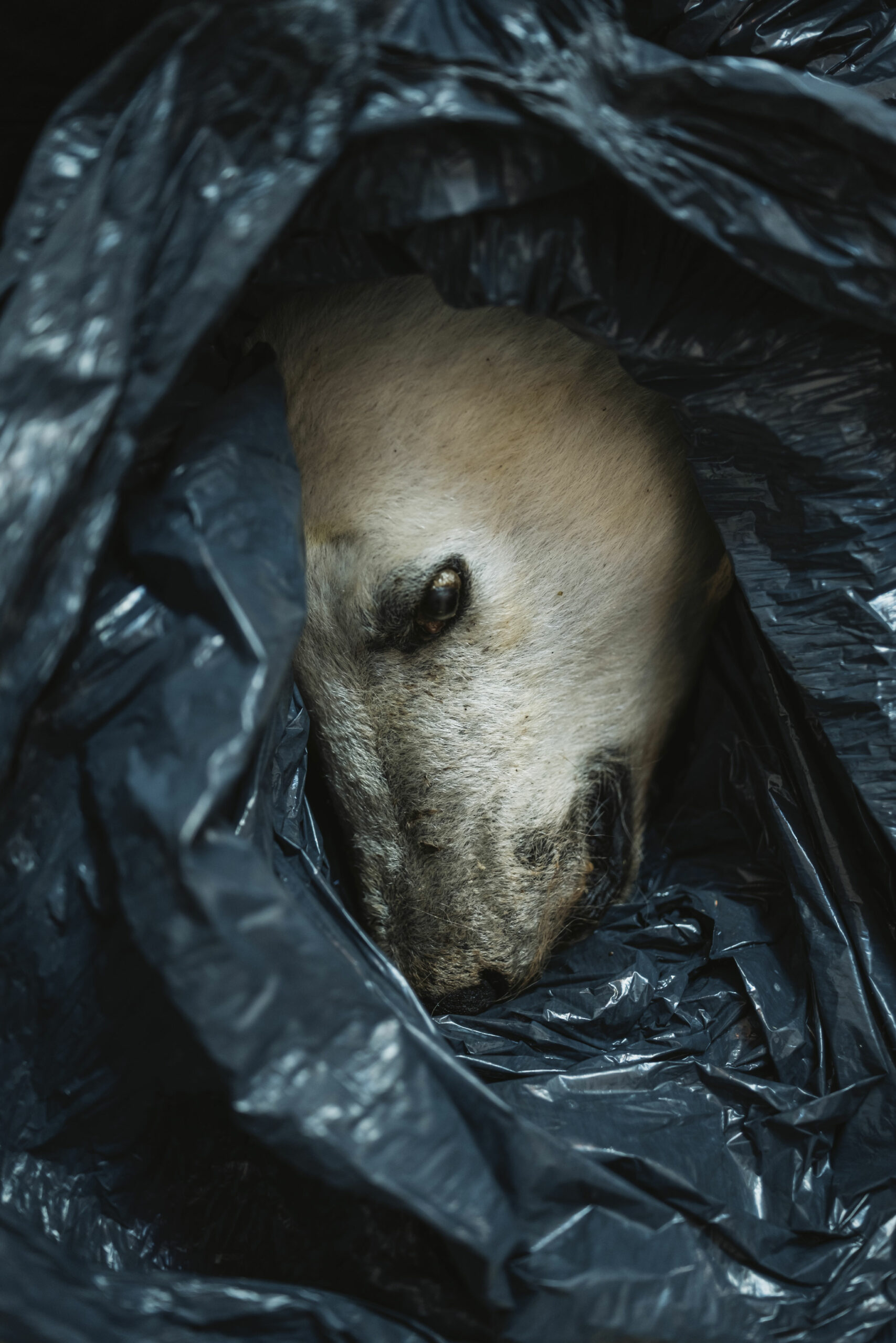 A polar bear found dead on the shore in Torngat Mountains National Park, has its head removed for sampling by Nunatsiavut officials. The photo only shows the head of the polar bear covered in black bags.